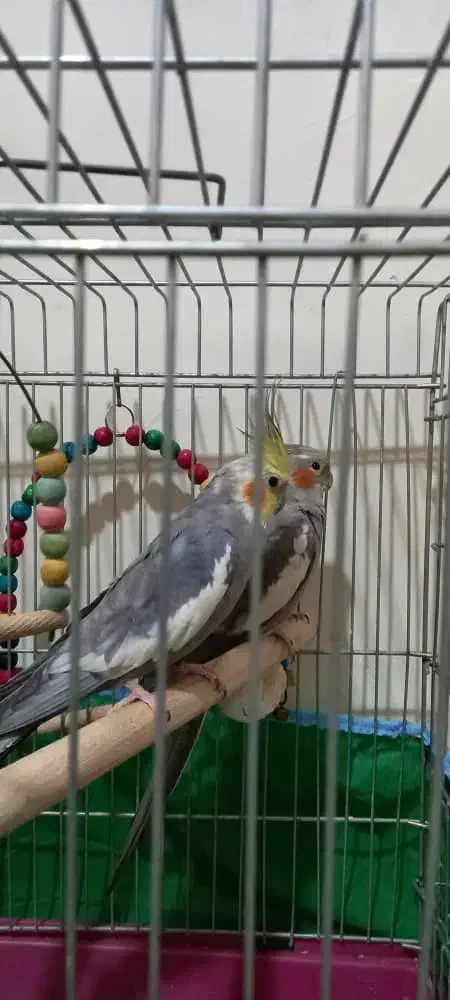 جفت عروس هلندی|پرنده|نجف‌آباد, شیخ آباد|دیوار