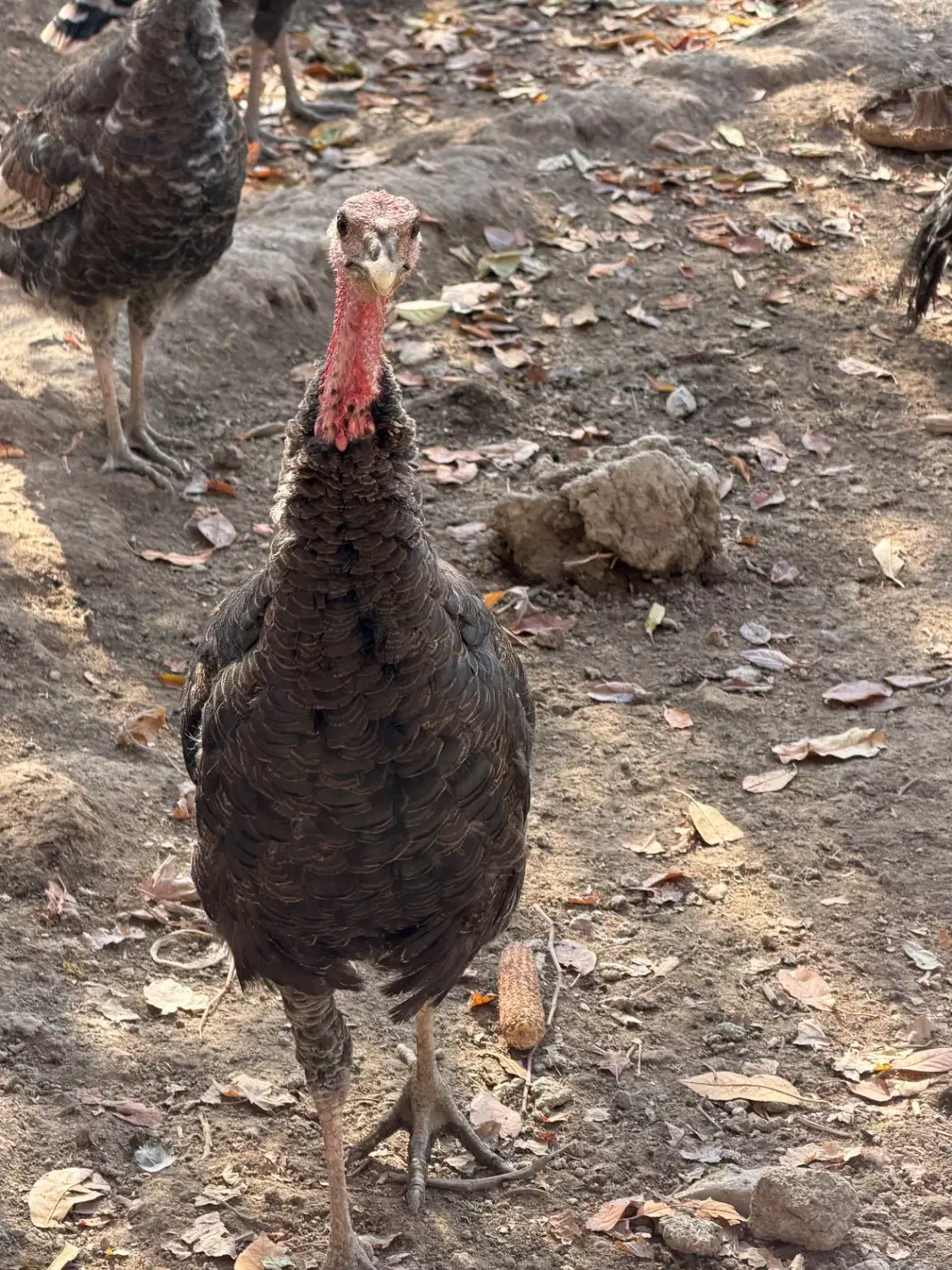 بوقلمون رسمی ۳۰ عدد|حیوانات مزرعه|تنکمان, |دیوار