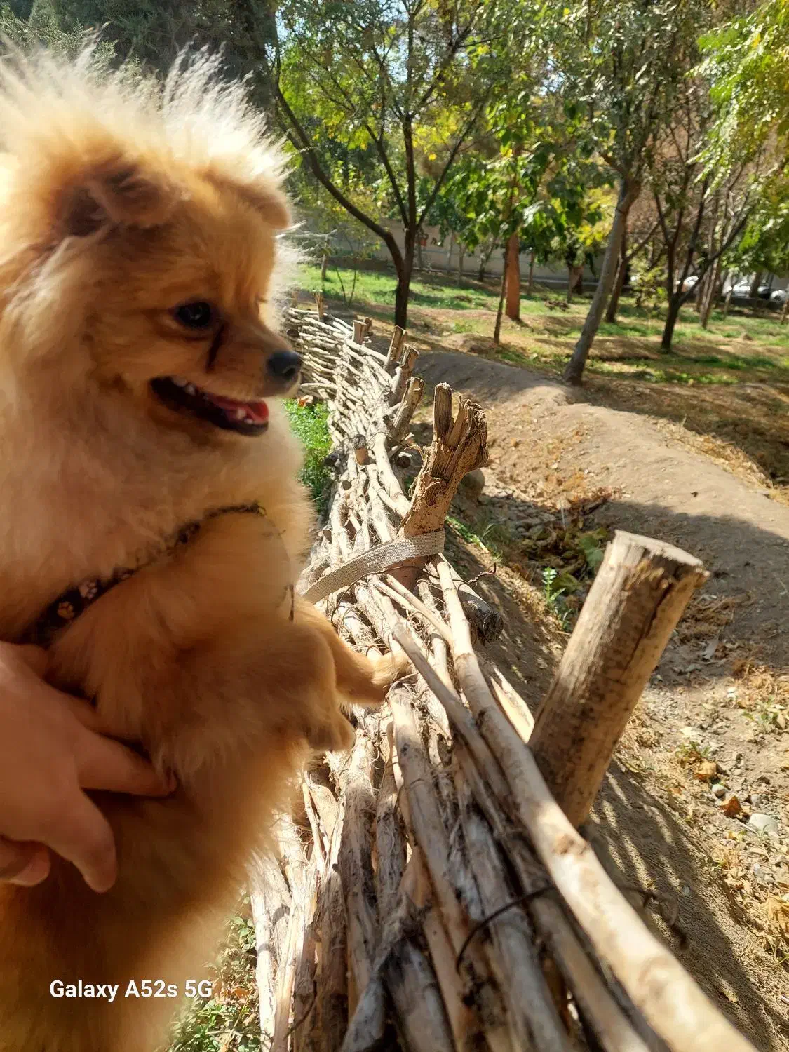 واگذاری سگ پامر|سگ|کرج, حسن آباد|دیوار