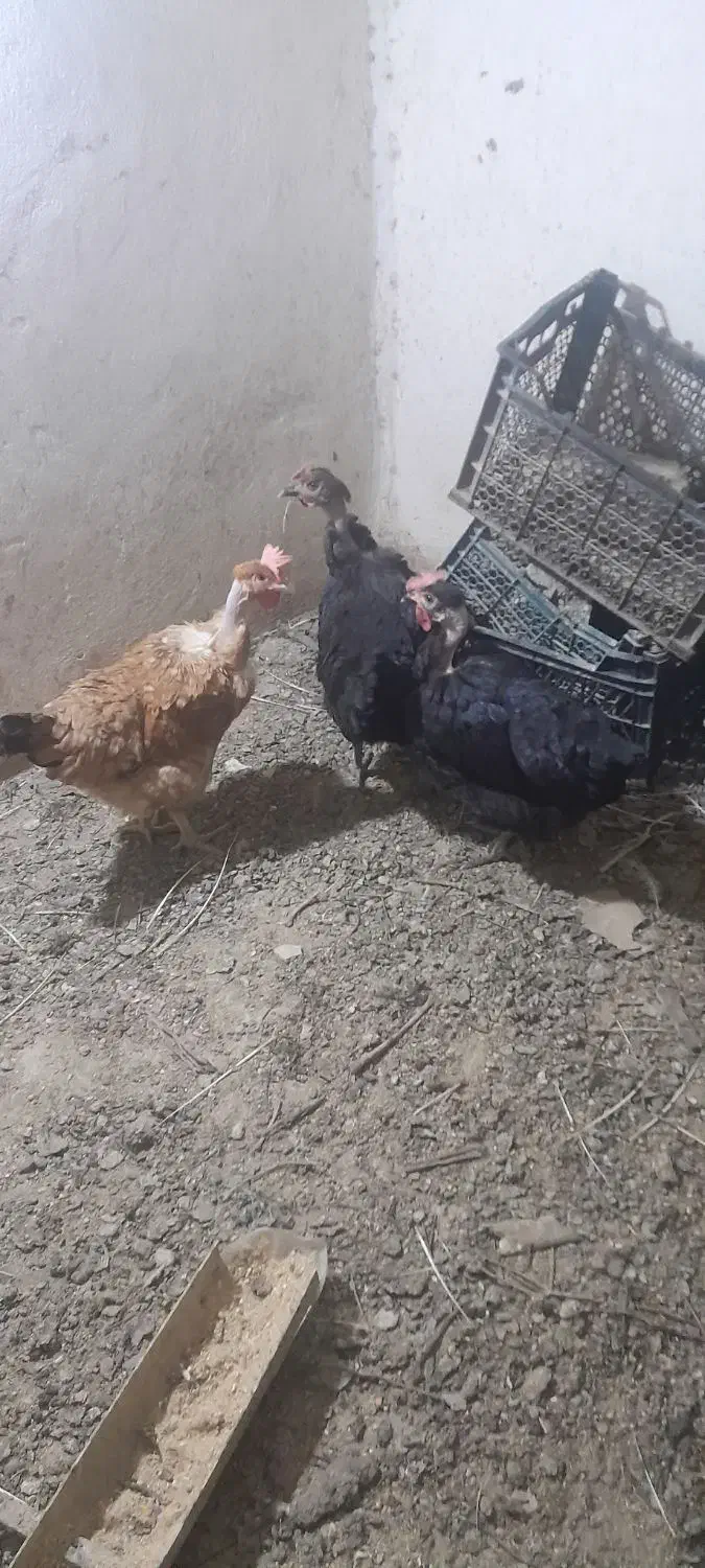 مرغ رسمی تخم کن|حیوانات مزرعه|قم, سیدان|دیوار