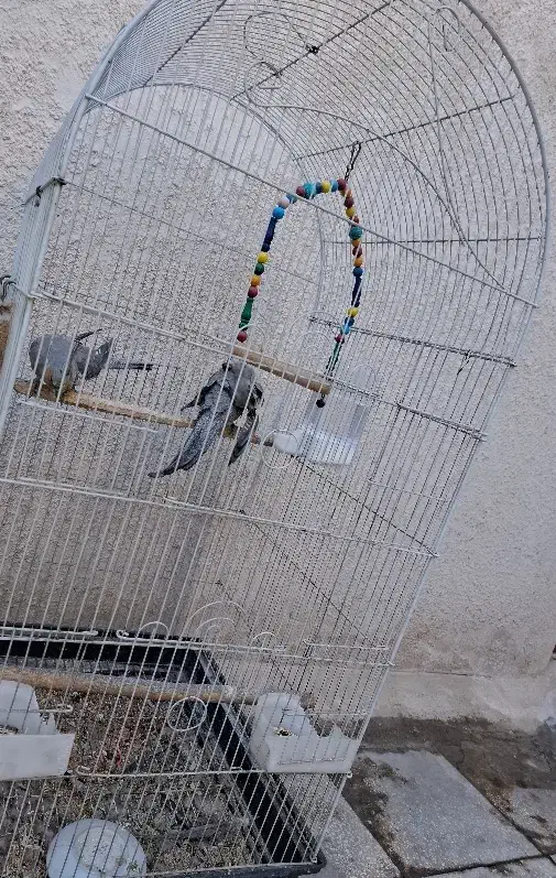 جفت|پرنده|قم, آذر (نکویی)|دیوار