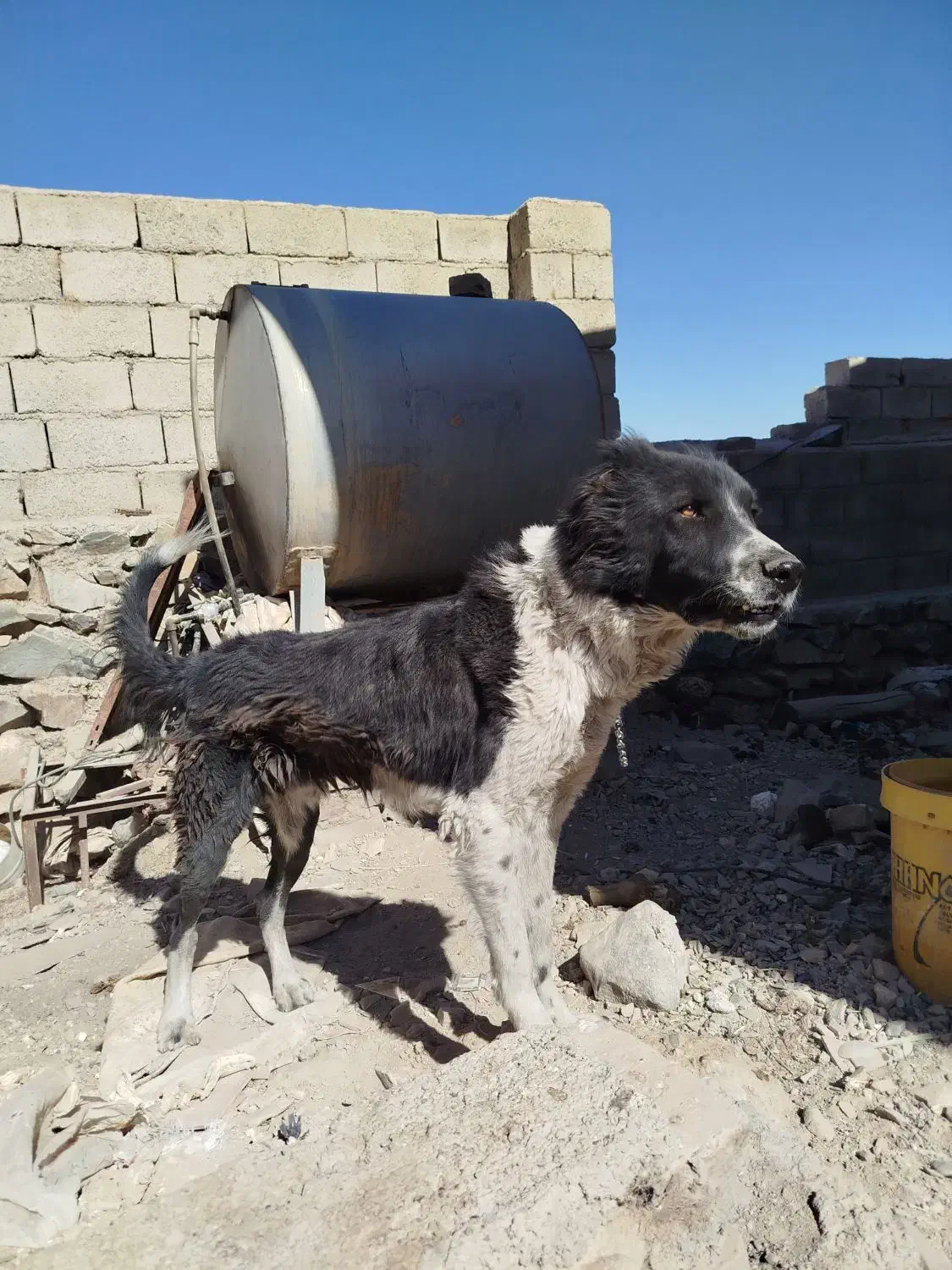 گچ قدرجونی ۱ساله شده|سگ|بیرجند, |دیوار