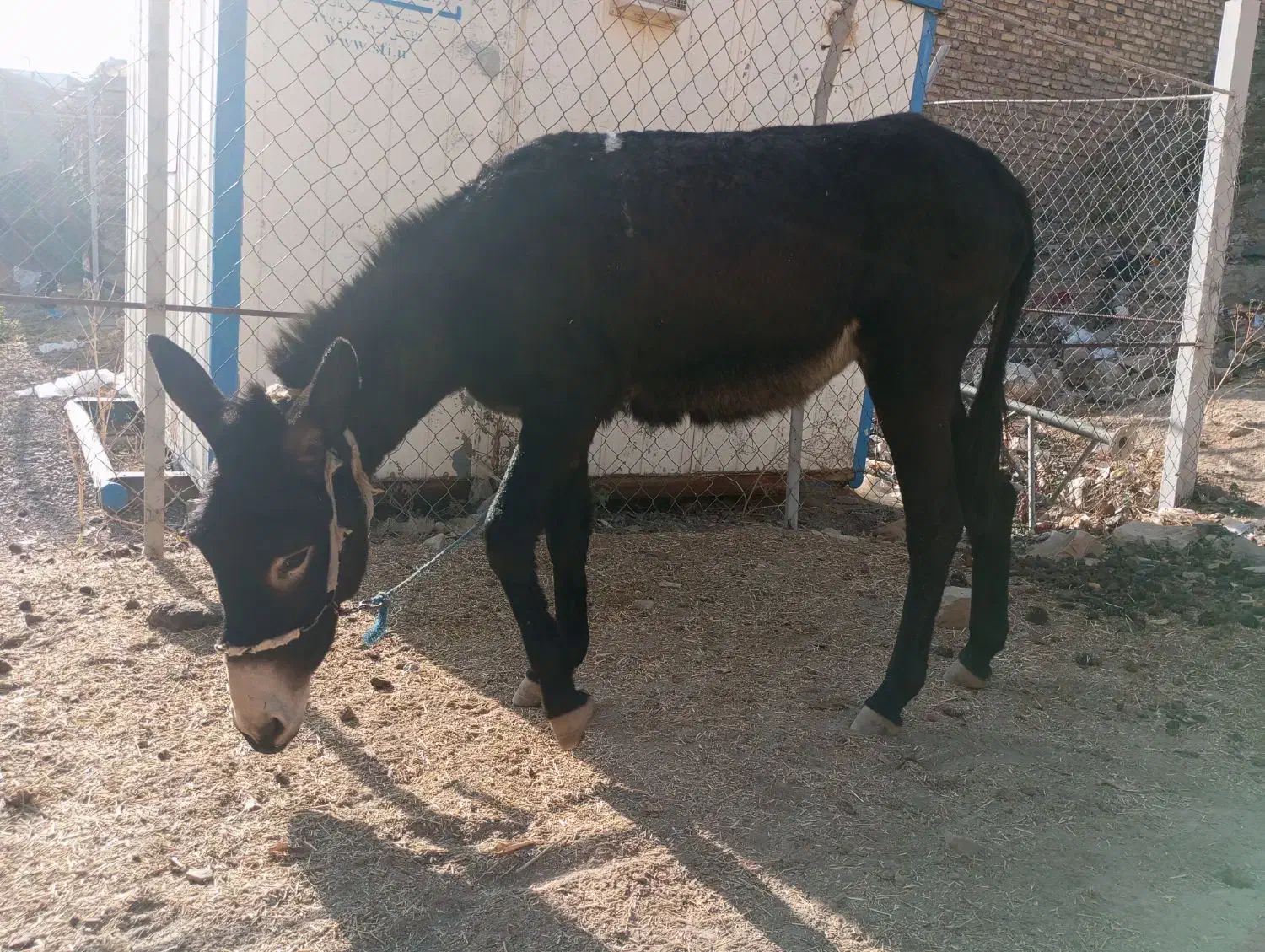 یک اولاق ماده|حیوانات مزرعه|قره پشتلو, |دیوار