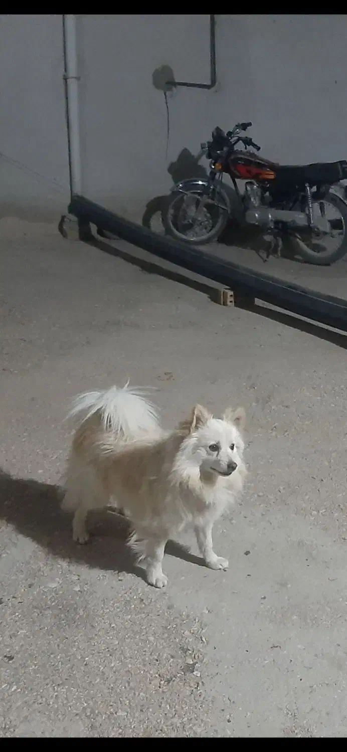 سگ پامر نر|سگ|اصفهان, جلفا|دیوار