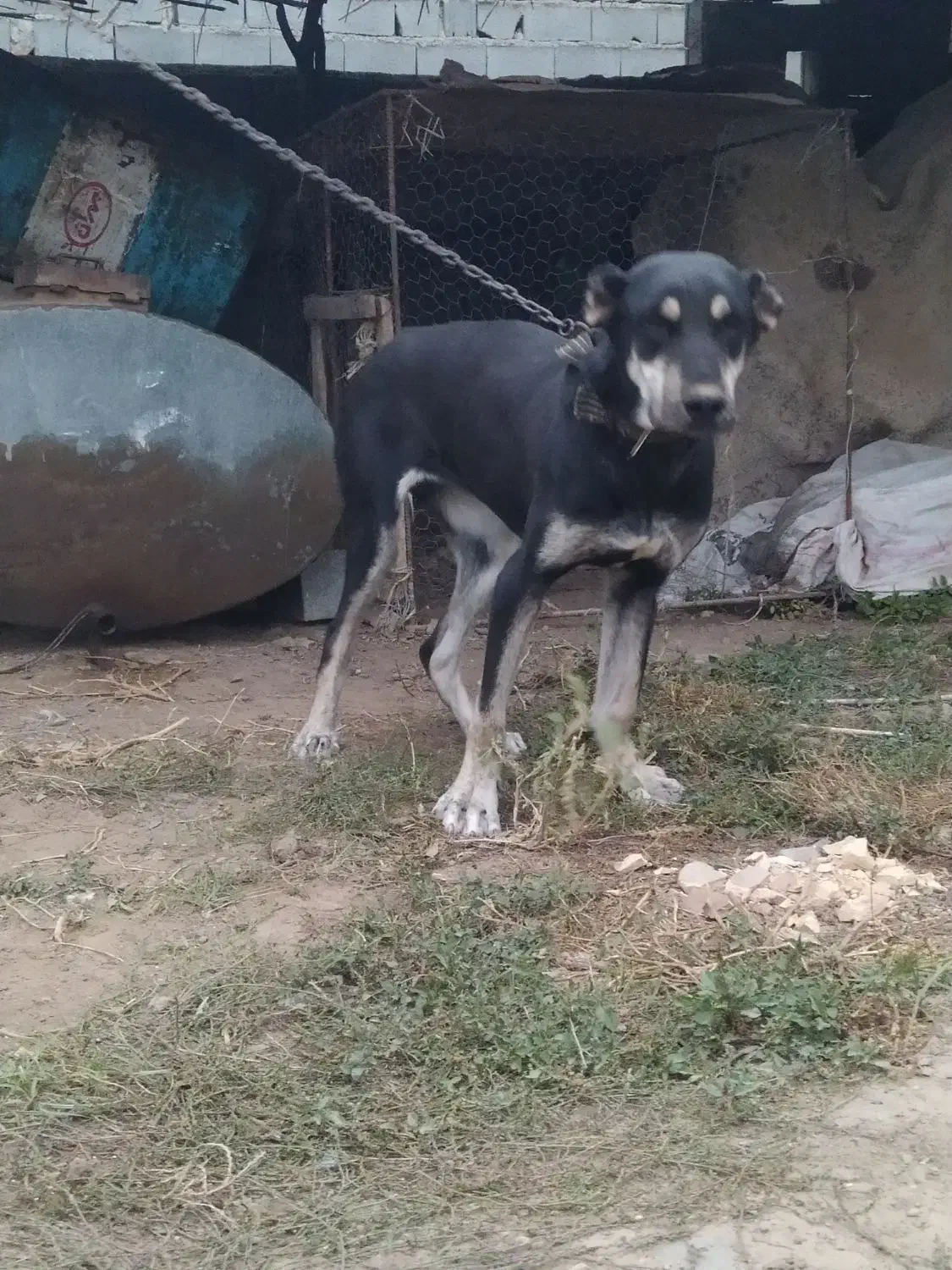 ماده 9ماهه مخصوص نگهبانی بهترین نژاد توله گیری|سگ|کلاله, |دیوار