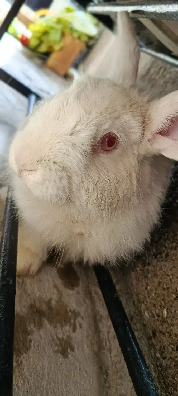 خرگوش|موش و خرگوش|مشهد, همت آباد|دیوار