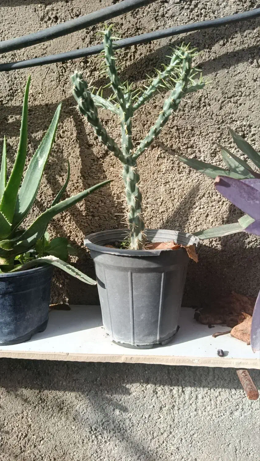 فروش گلهای زیبای آپارتمانی|گل و گیاه طبیعی|آزادشهر, |دیوار