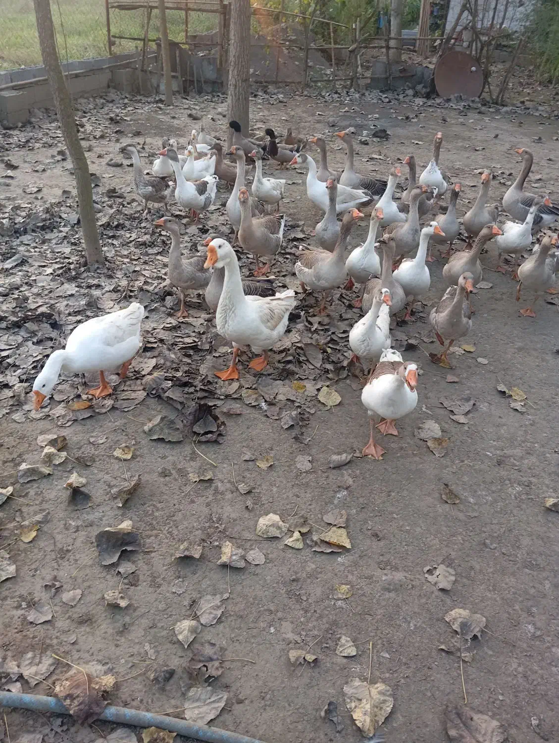 غاز قوغاز اردک پروازی|حیوانات مزرعه|آستانه اشرفیه, |دیوار