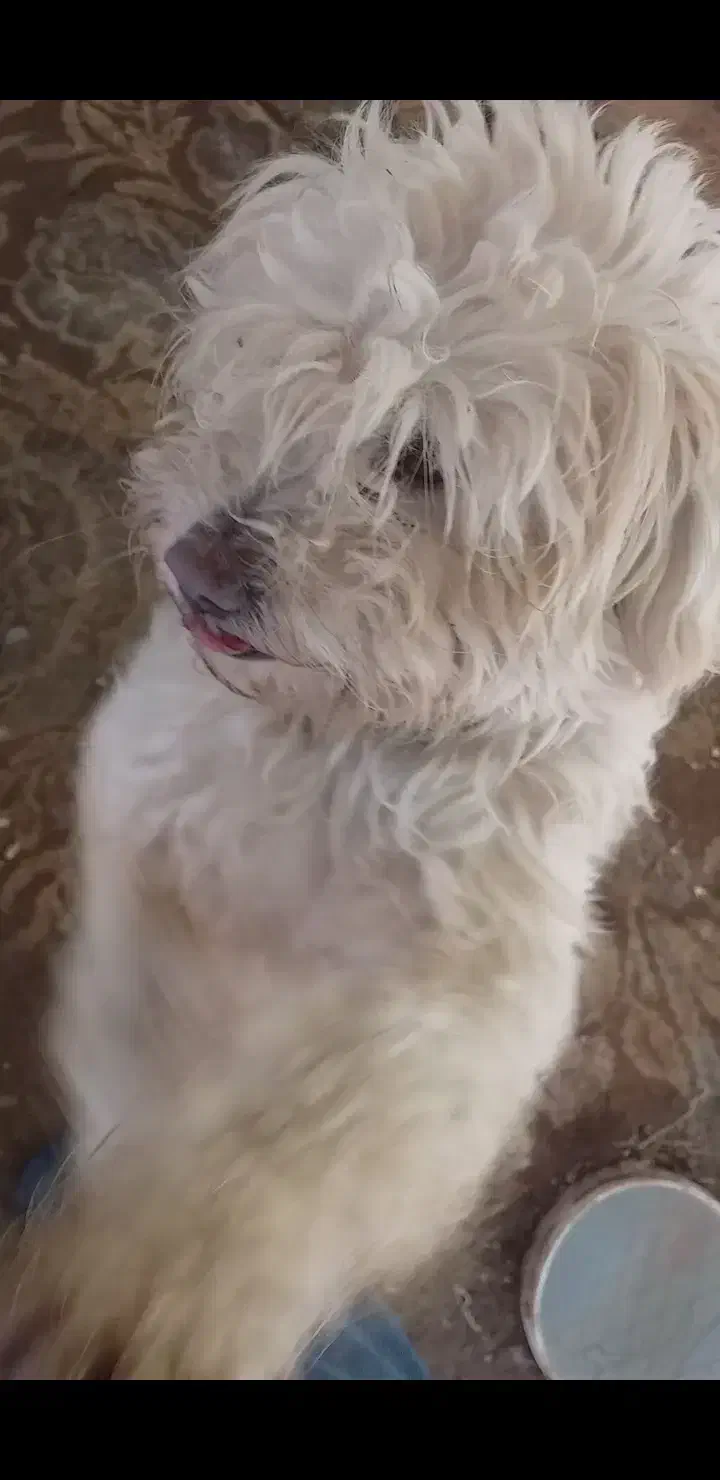 سگ‌ نر خانگی|سگ|ماکو, |دیوار