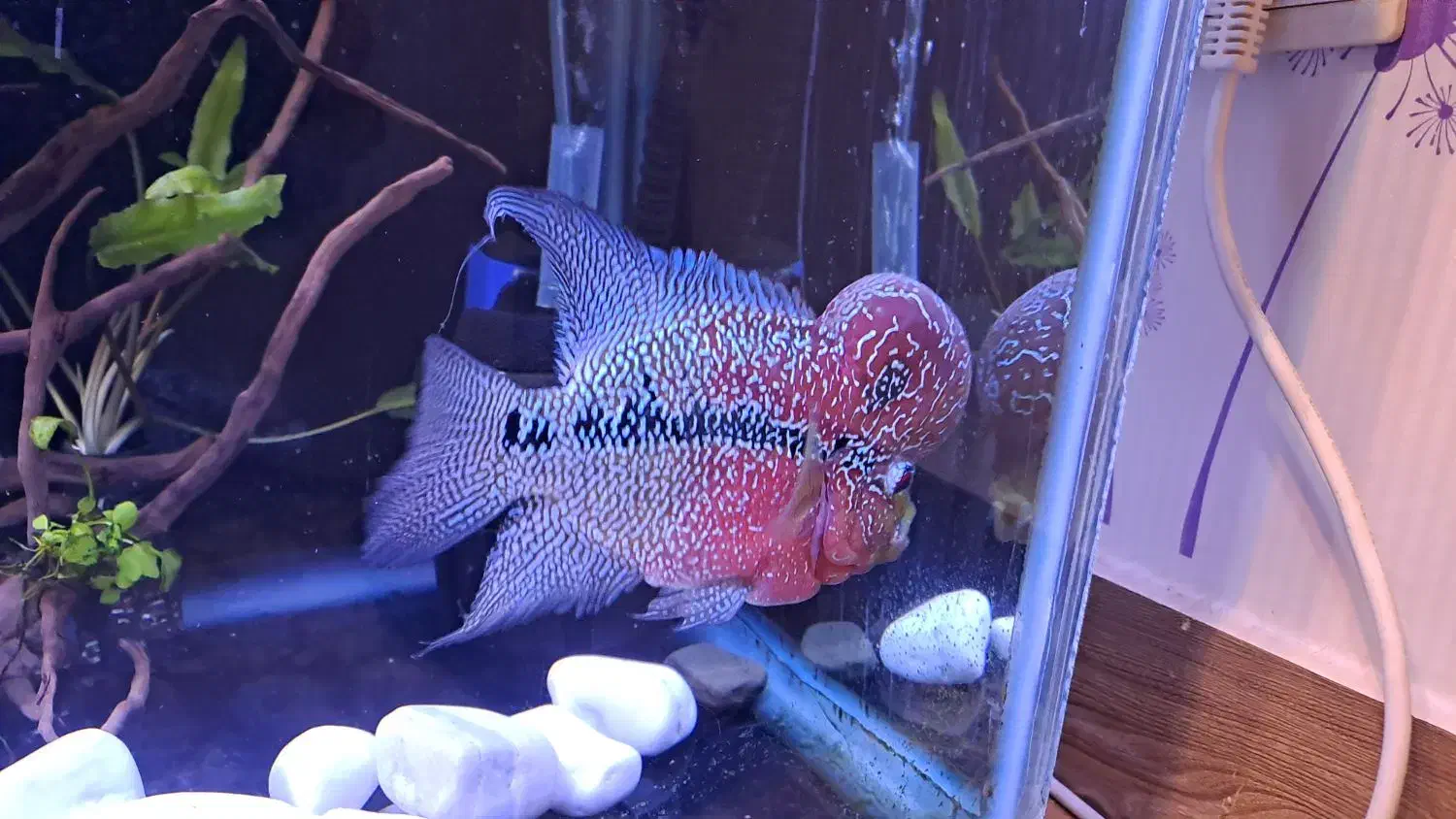 ماهی فلاور هورن|ماهی|تبریز, |دیوار