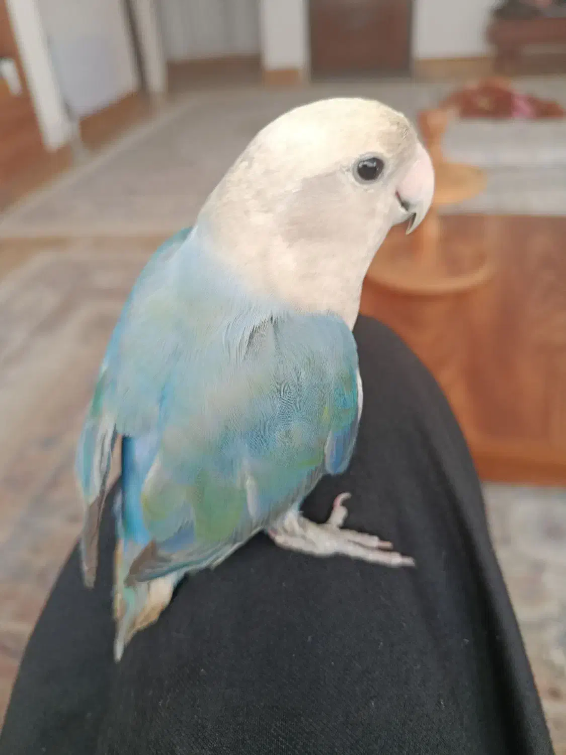 طوطی برزیلی آبی بسیار باهوش و آواز خان|پرنده|سرپل ذهاب, |دیوار