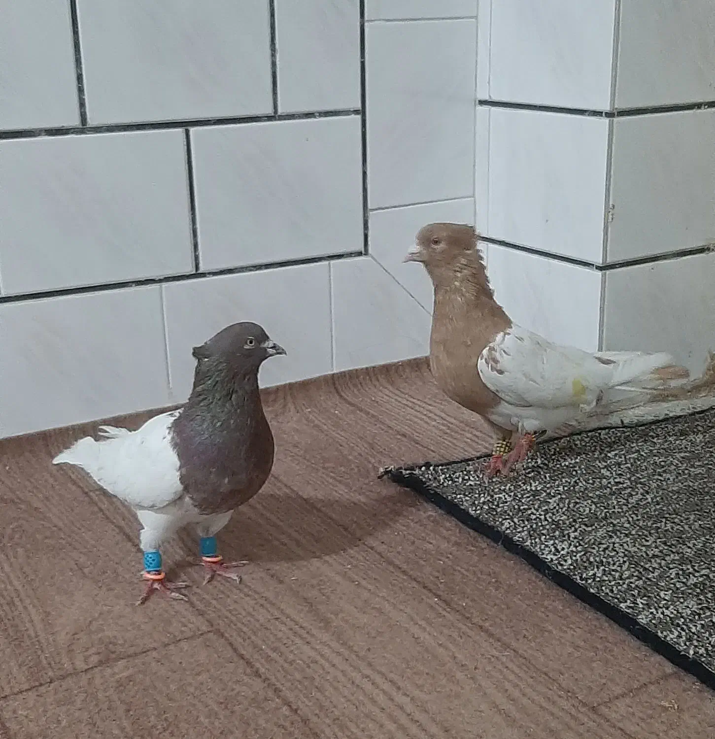 کله ای و طوقی|پرنده|دزفول, |دیوار