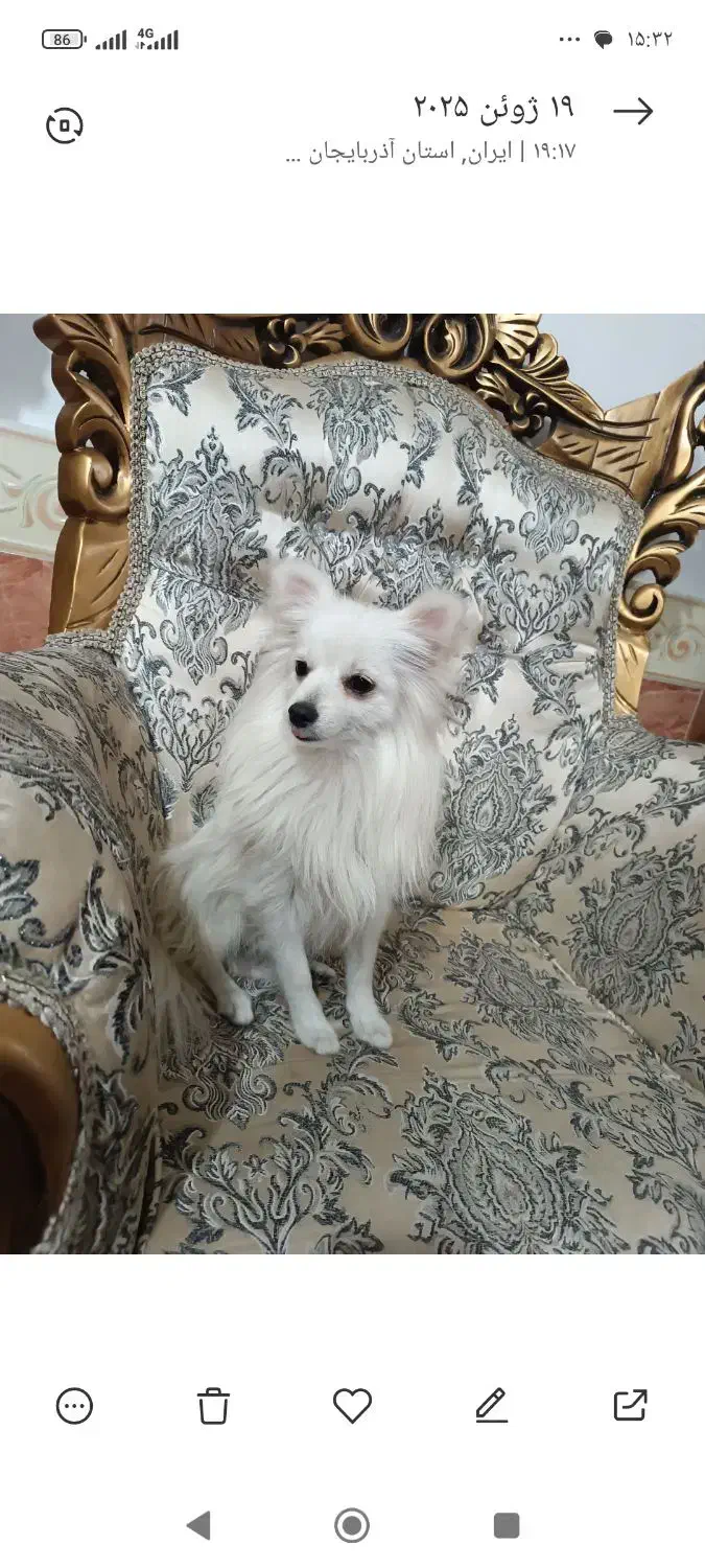 سگ گم شده مژدگانی میدم|سگ|شاهین دژ, |دیوار