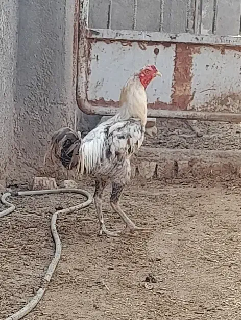 خروس جوان|حیوانات مزرعه|قم, نیروگاه|دیوار