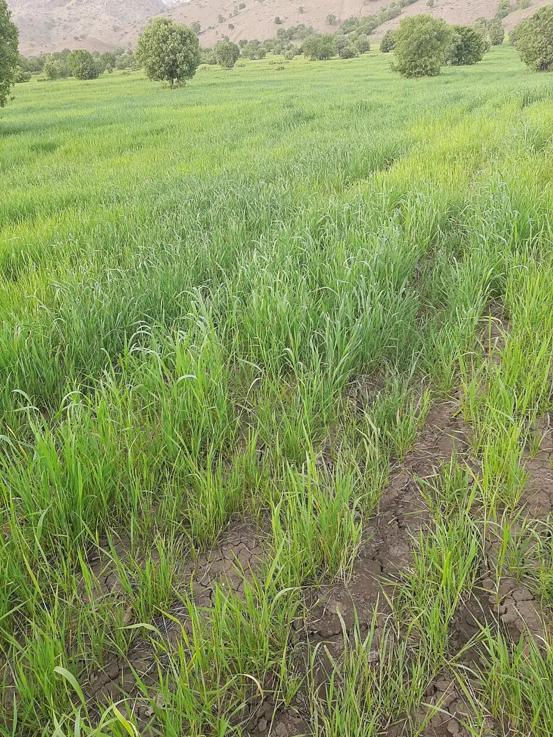 زمین اجاره ای|اجارهٔ دفتر صنعتی، کشاورزی، تجاری|جزمان, |دیوار