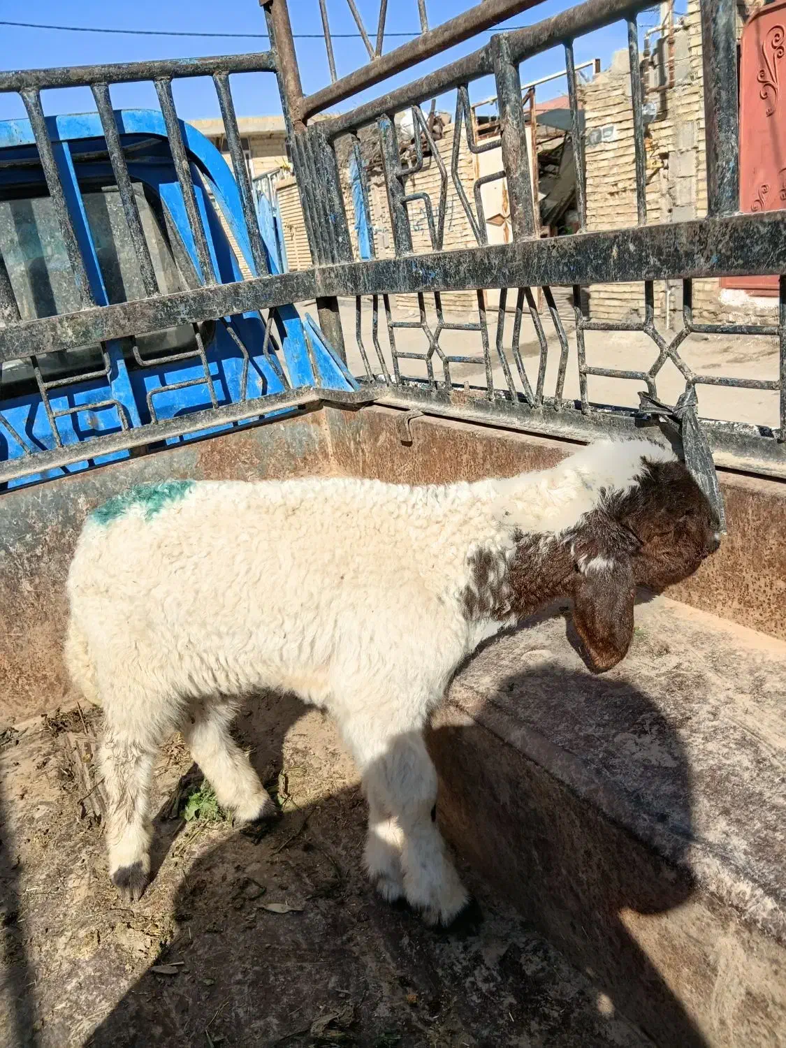 بره.میش.بز.بیگ|حیوانات مزرعه|دزفول, |دیوار