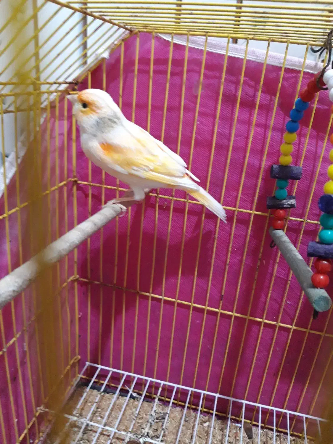 قناری نر|پرنده|بندر ماهشهر, |دیوار