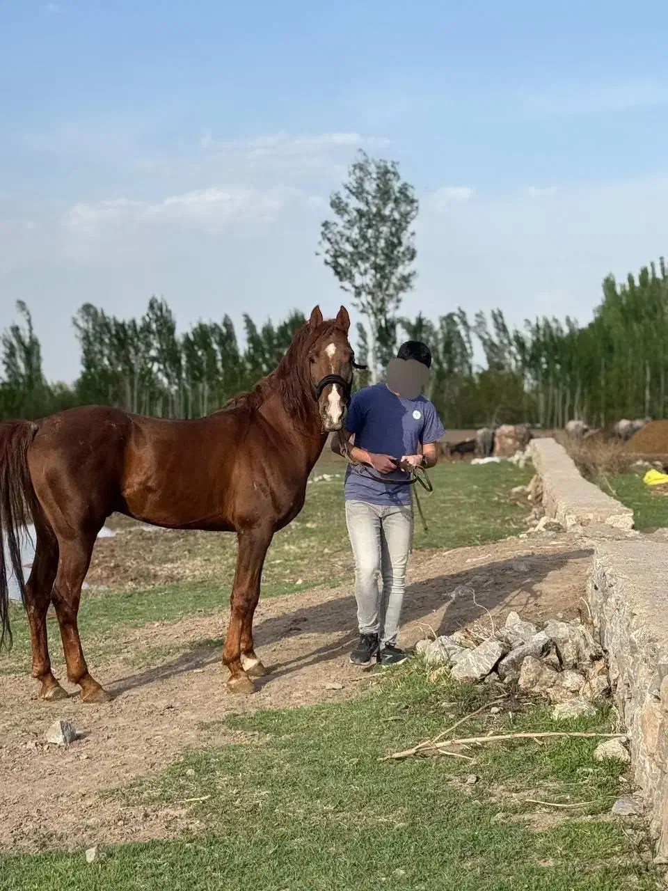 اسب|اسب و تجهیزات اسبسواری|فیرورق, |دیوار