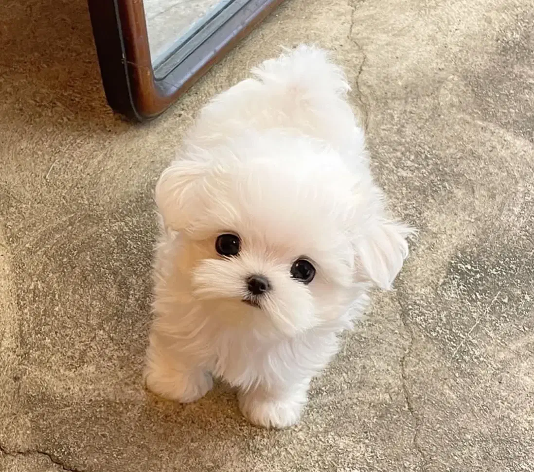 پودل، مالتیز،شیتزو|سگ|ارومیه, |دیوار