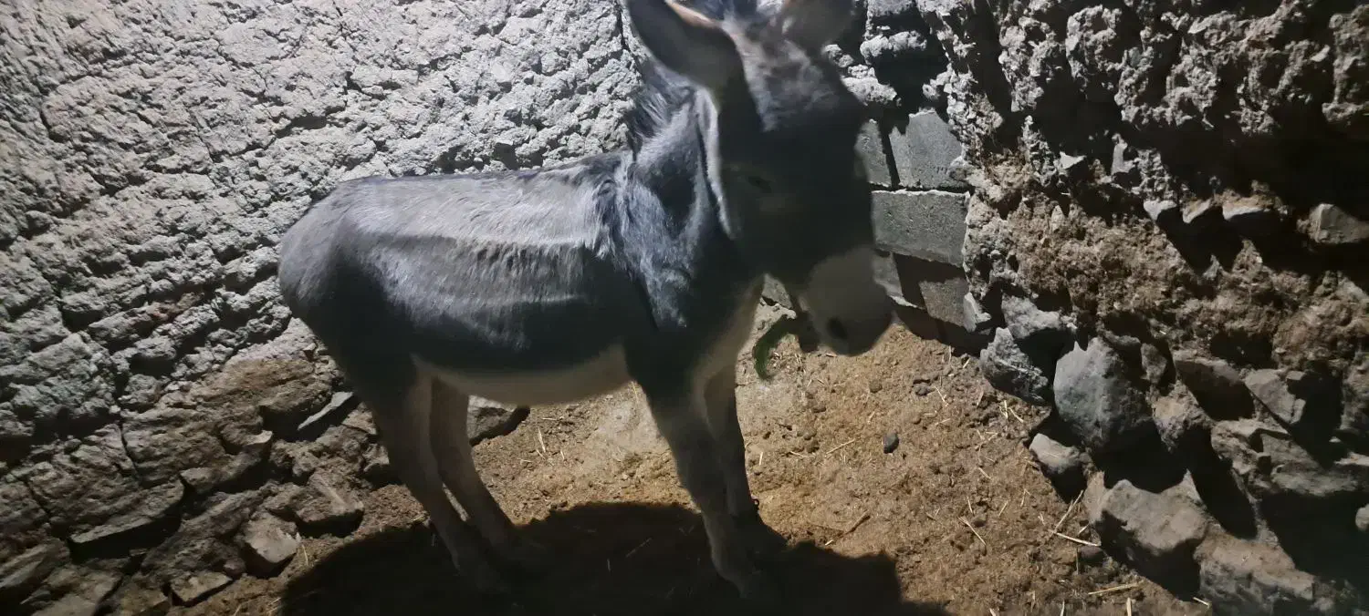 الاغ نر|حیوانات مزرعه|جغتای, |دیوار