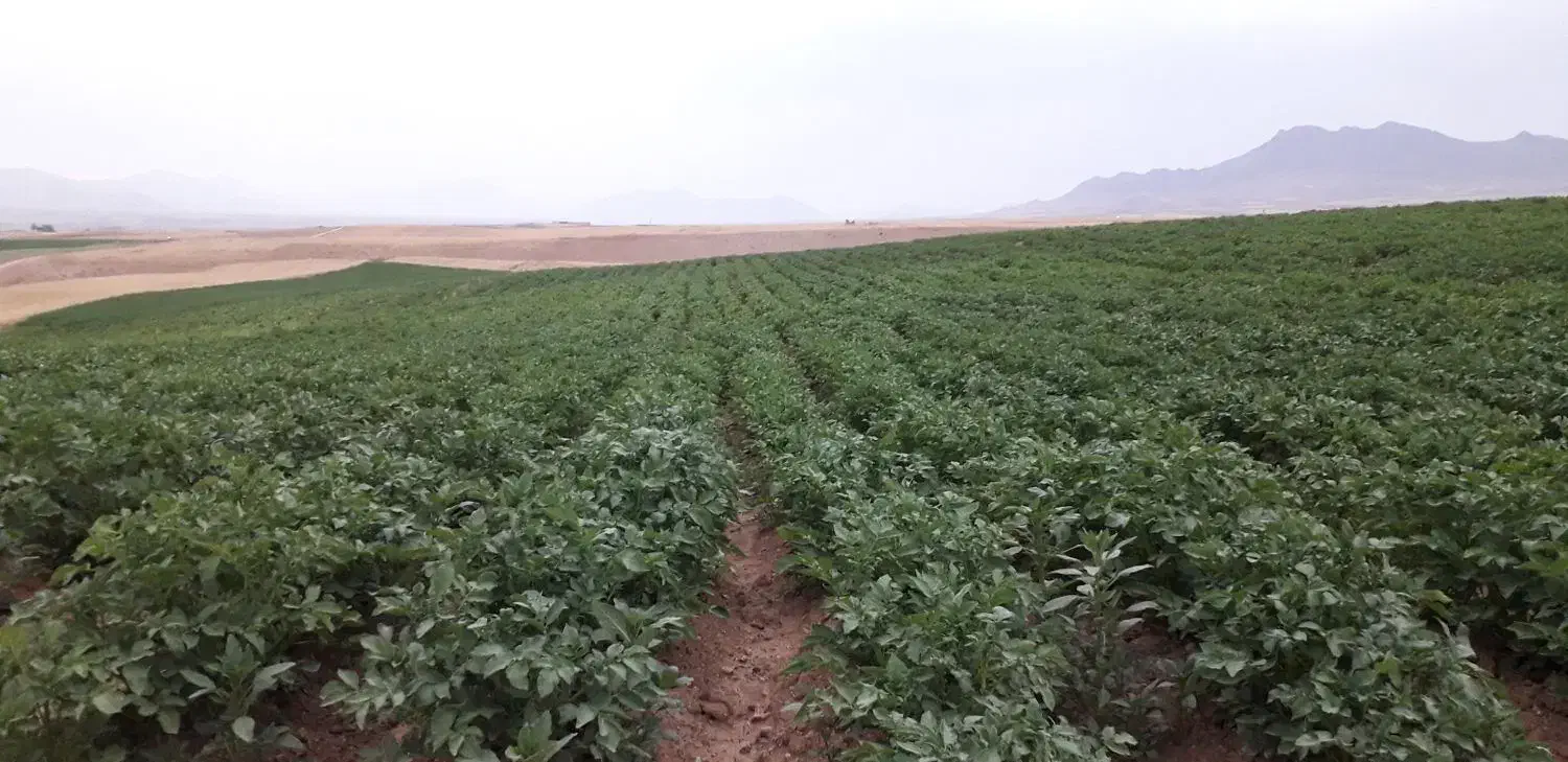 سیب زمینی جلی|خوردنی و آشامیدنی|داران, |دیوار