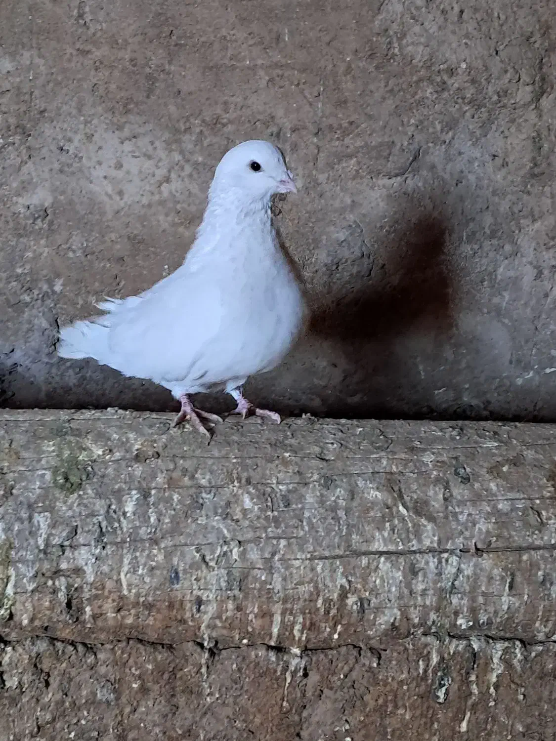 کبوتر  .پرشی|پرنده|کوهین, |دیوار
