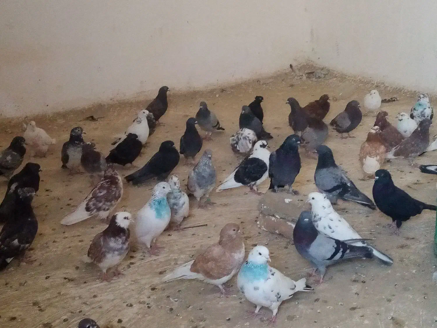 کفتر|پرنده|ارومیه, |دیوار