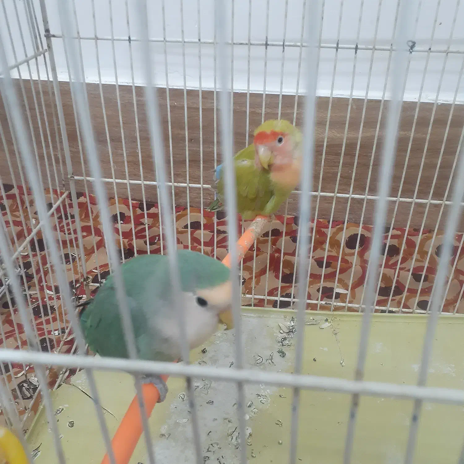 پرنده کوتوله|پرنده|تربتحیدریه, پائین ولایت|دیوار