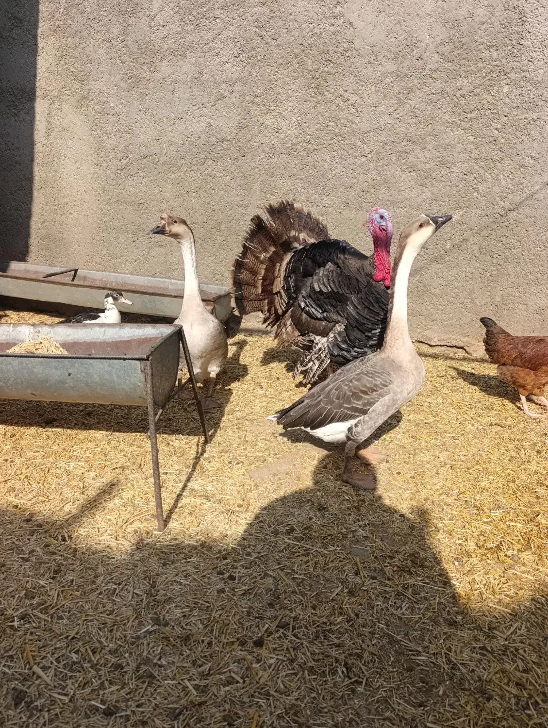 بوقلمون قوغاز مرغ خروس|حیوانات مزرعه|قرچک, فردیس|دیوار