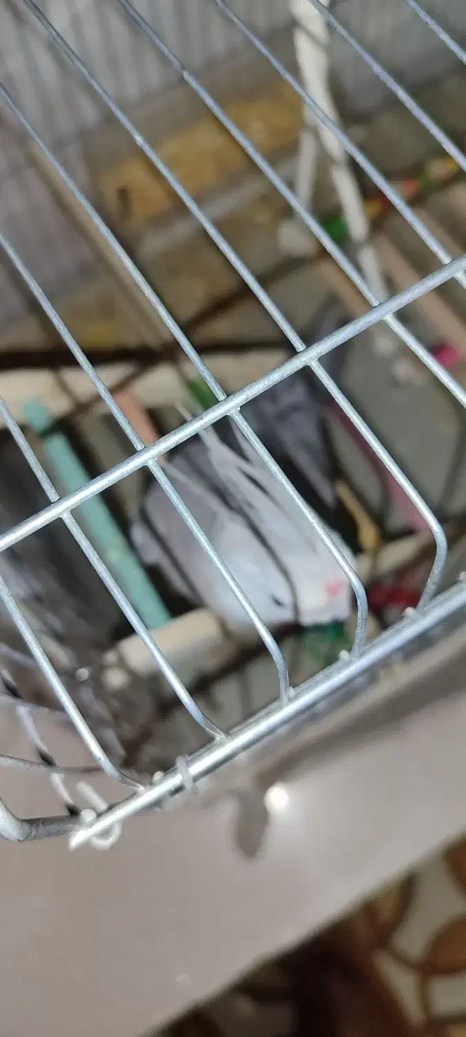 باسلام خدمت دوستان عزیز|پرنده|میناب, |دیوار