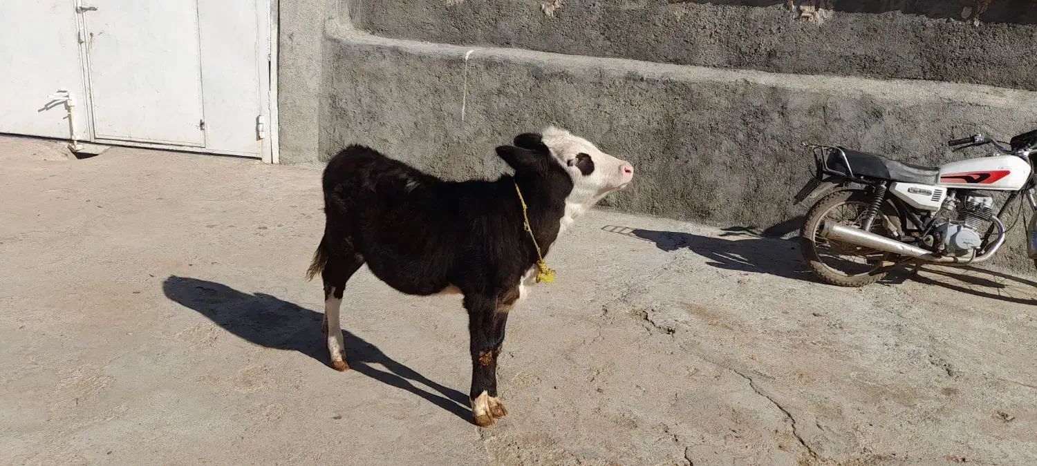 گوساله ماده|حیوانات مزرعه|بیلوار, |دیوار