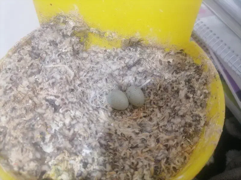 تخم قناری سفید|پرنده|کرمان, |دیوار