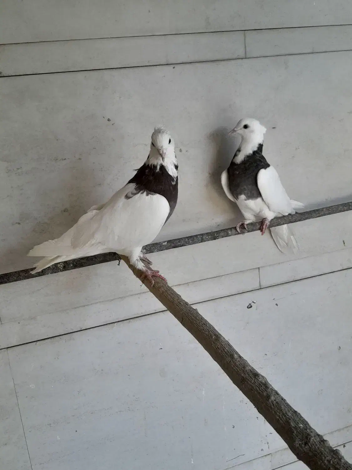 کبوتر جوان|پرنده|استهبان, |دیوار