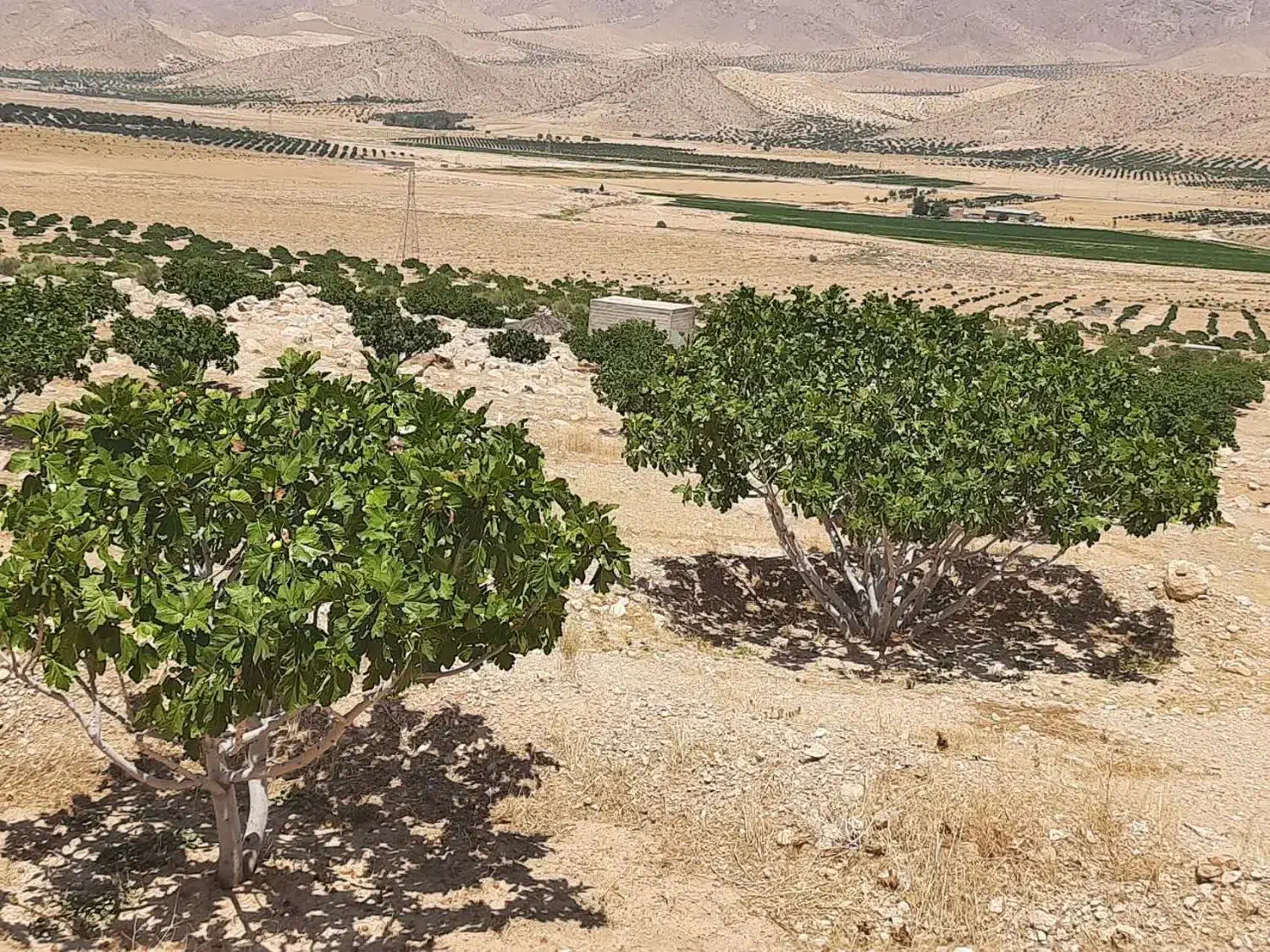 ملک انجیر|فروش دفتر صنعتی، کشاورزی، تجاری|رونیز, |دیوار