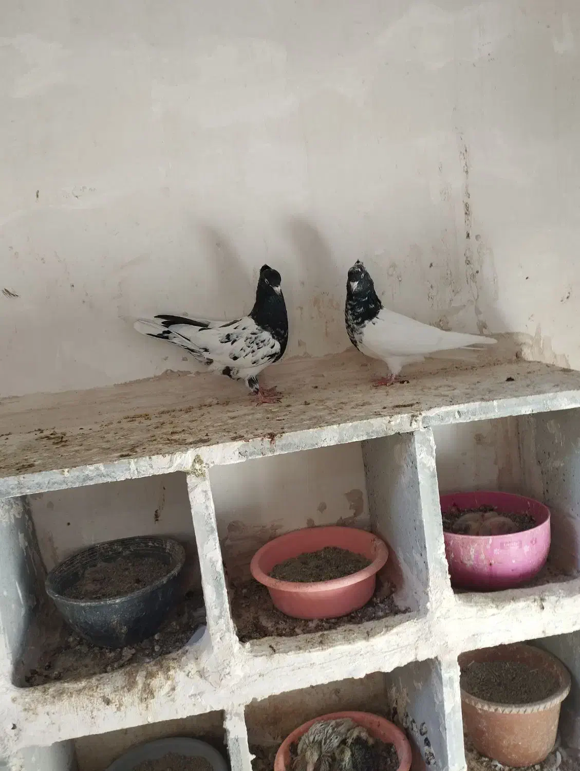 ماده کله وسینه جوانه|پرنده|شیروان (خراسان), |دیوار