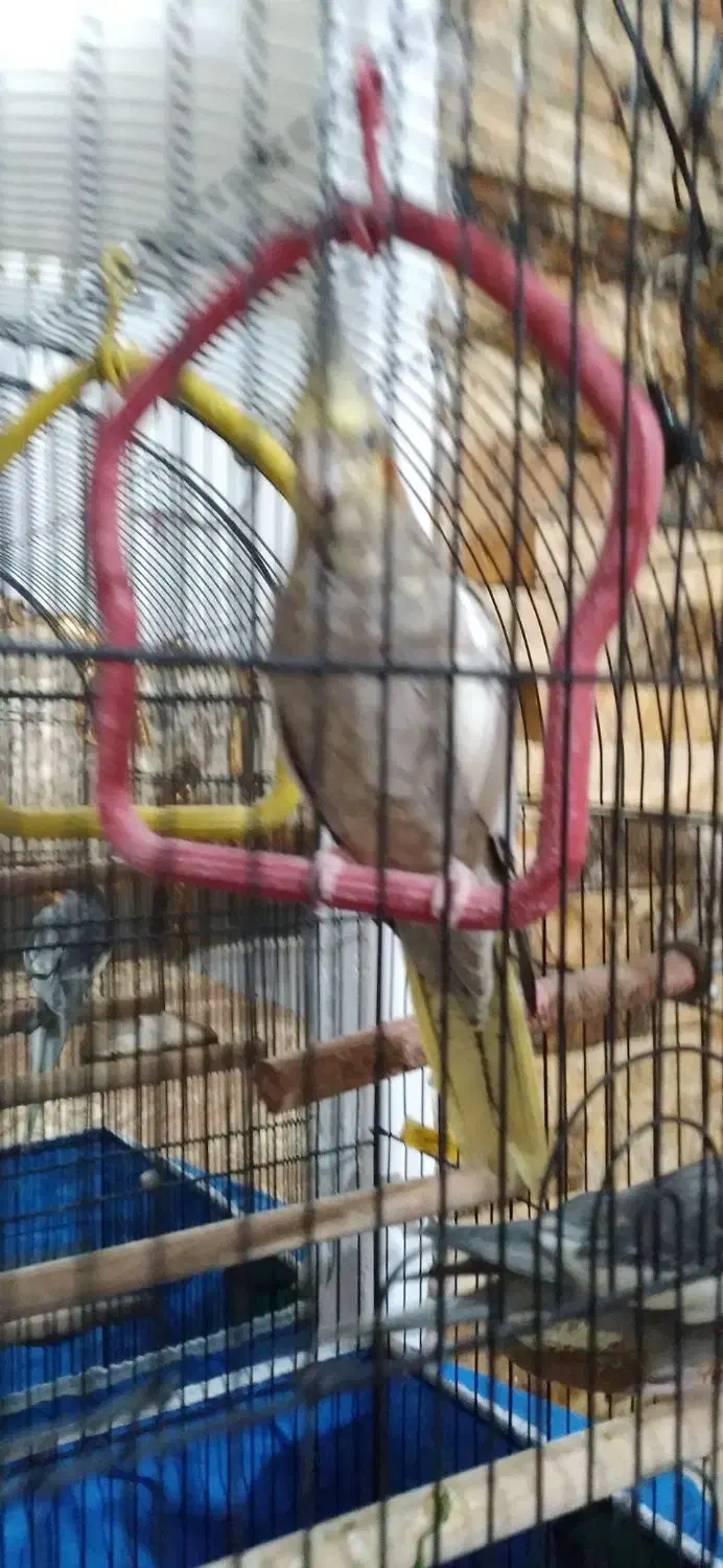 طوطی عروس|پرنده|لولمان, |دیوار