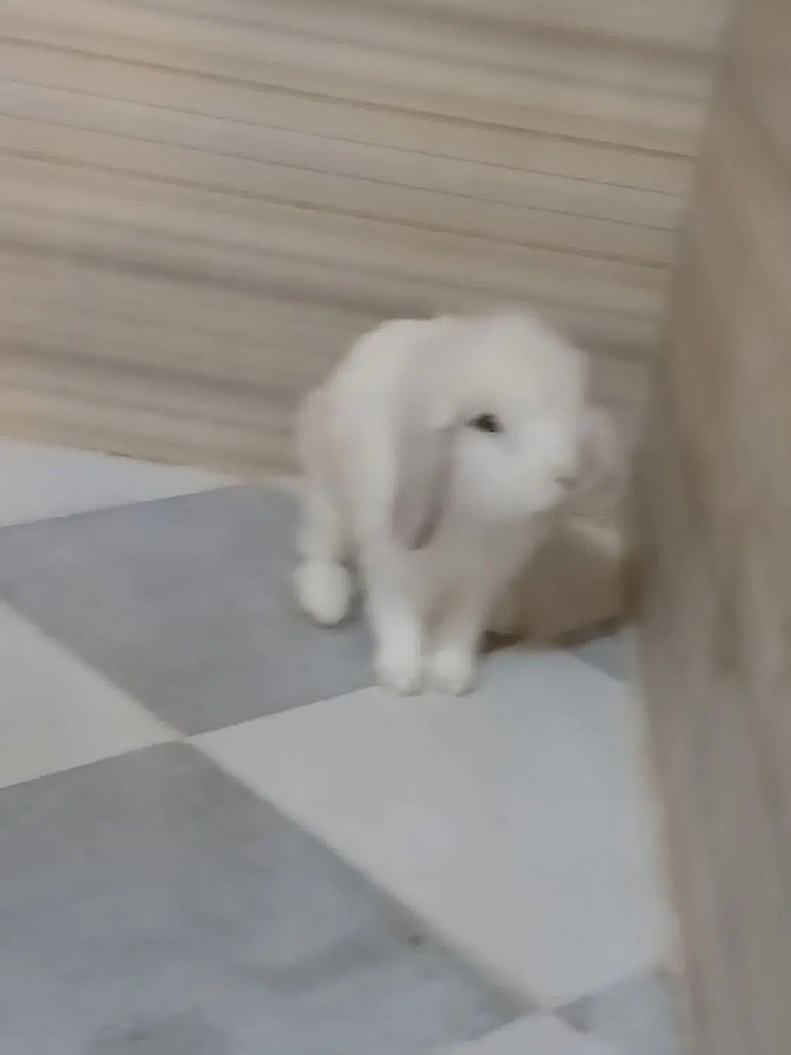 خرگوش لوپ تربیت شده|موش و خرگوش|نهاوند, |دیوار