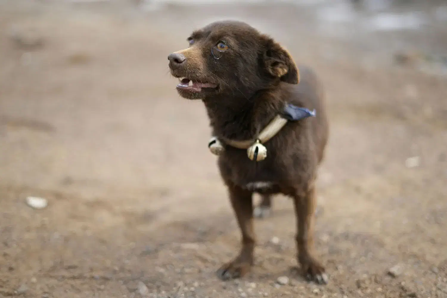 ماده پاپی|سگ|تربت‌حیدریه, چهارراه خواف|دیوار