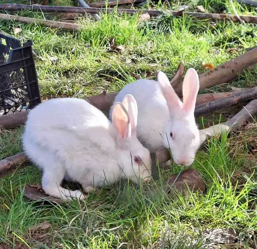 خرگوش|موش و خرگوش|بابل, |دیوار