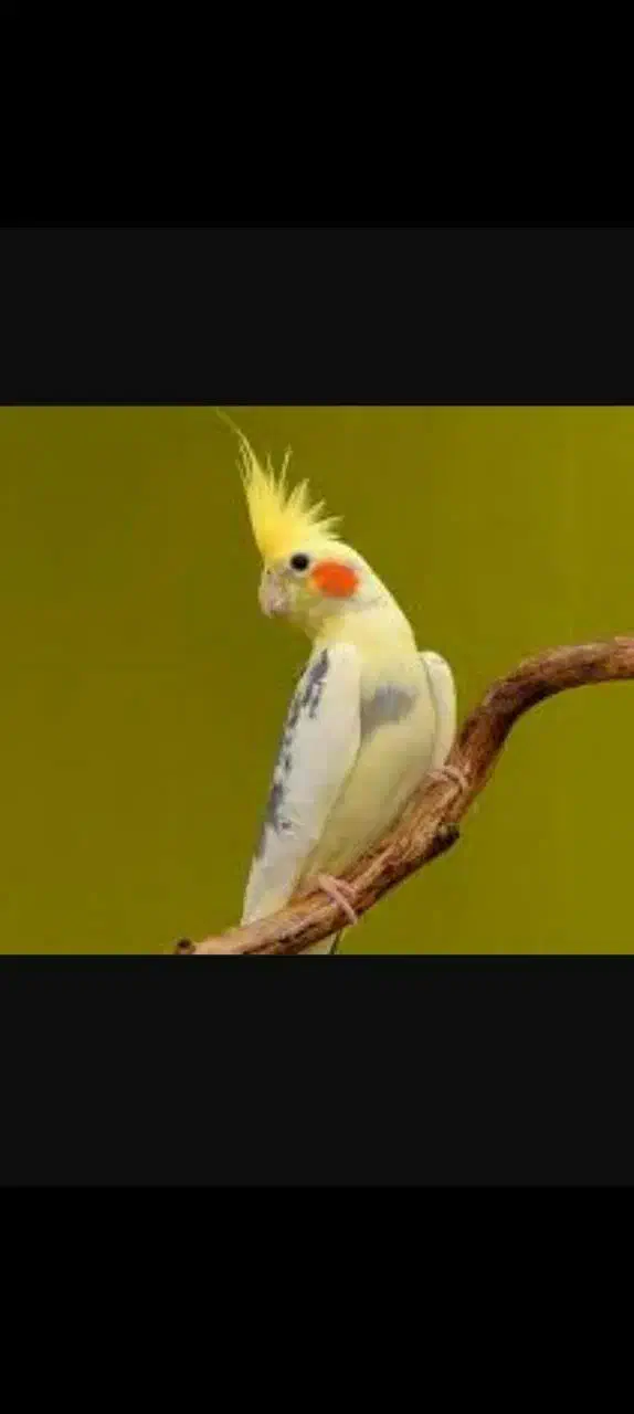 خرید فروش معاوضه انواع پرنده زینتی|پرنده|همدان, |دیوار