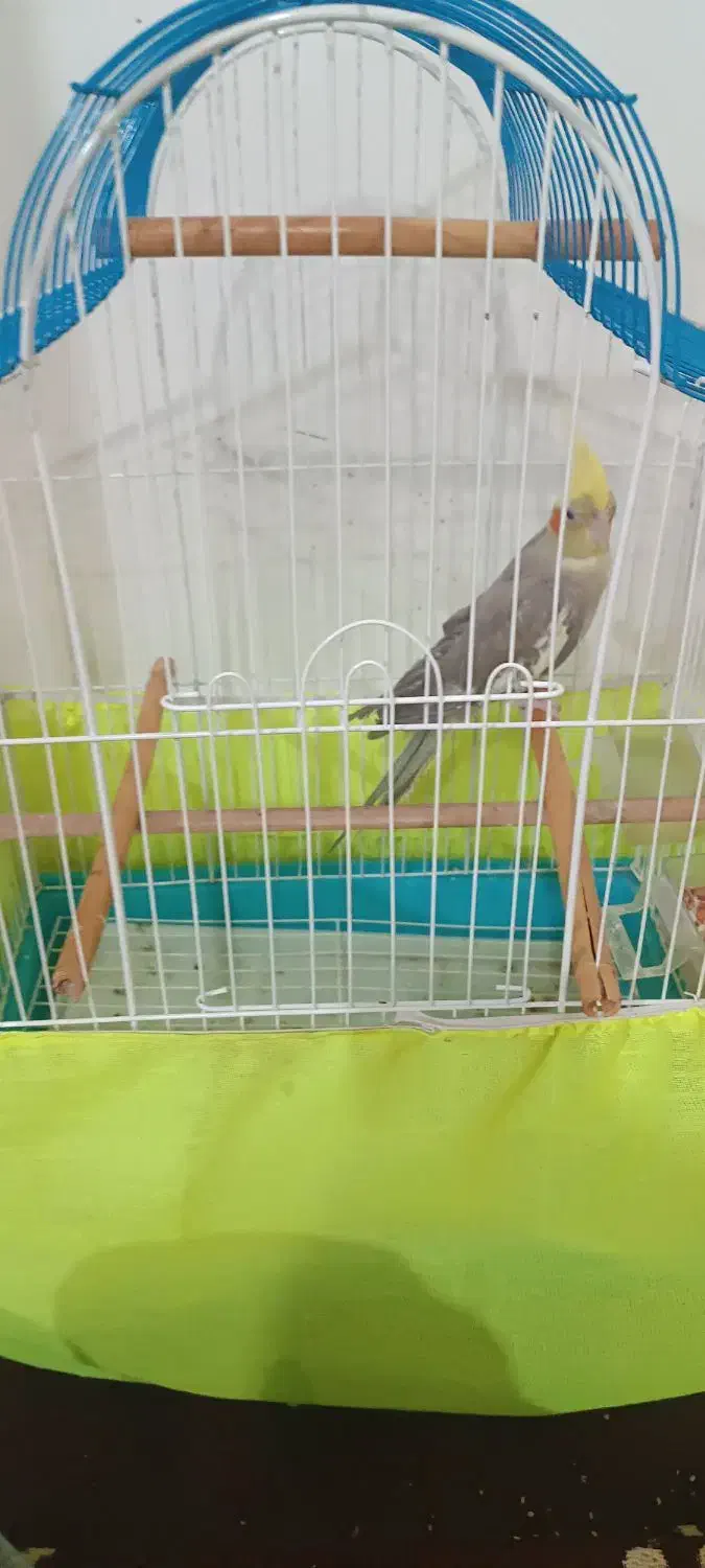 عروس هلندی|پرنده|مینودشت, |دیوار