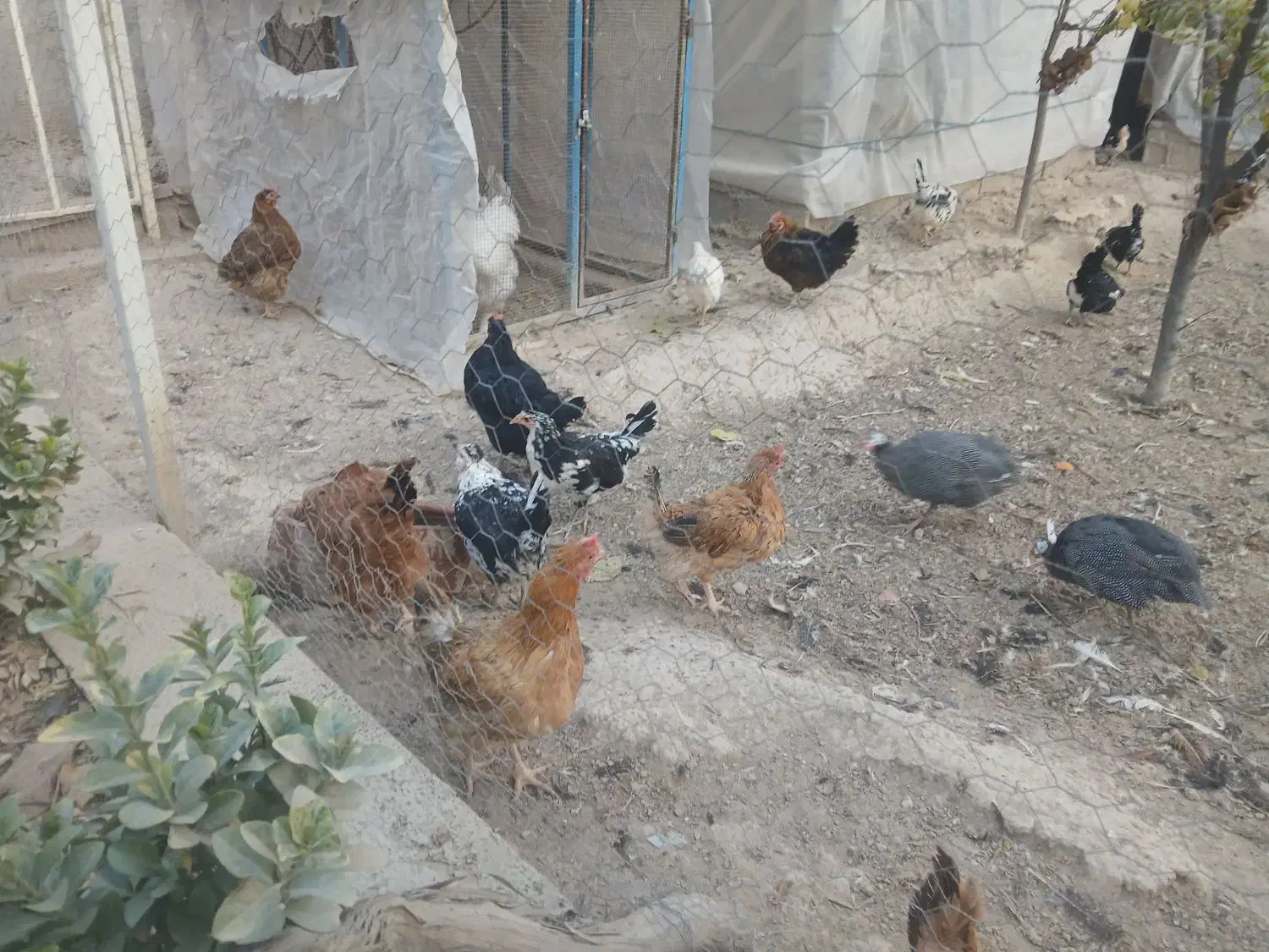 انواع مرغ و خروس و نیمچه|حیوانات مزرعه|وحیدیه, |دیوار