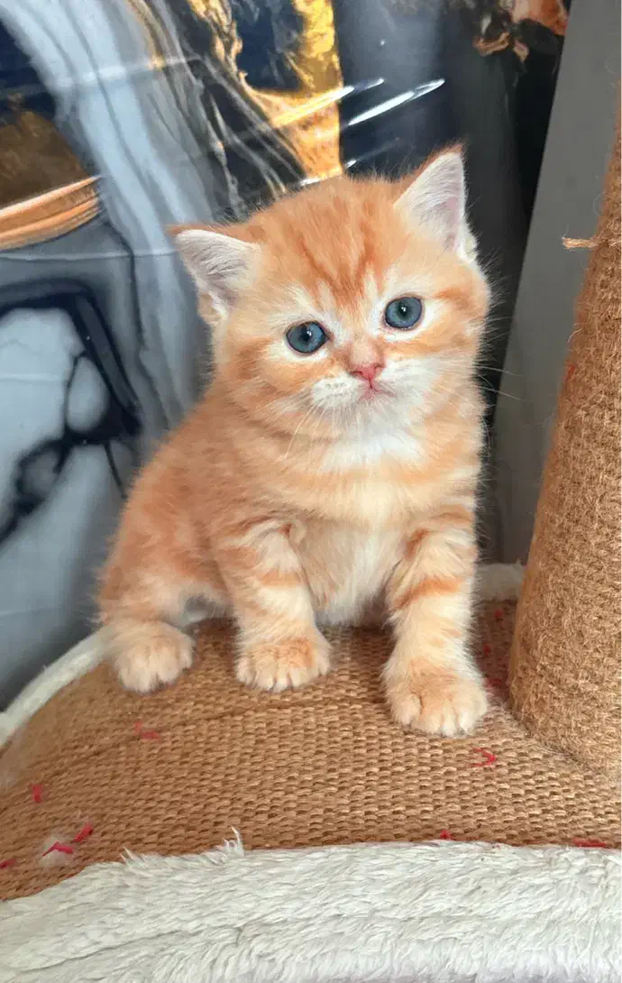 بریتیش شورت هیر خرسی|گربه|رشت, منظریه|دیوار