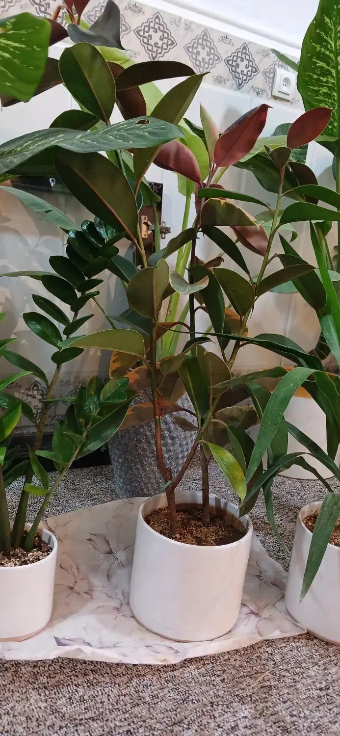 گل و گیاه تک و عمده|گل و گیاه طبیعی|امیدیه, |دیوار