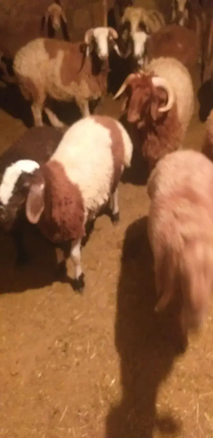 ۱۲بره ۳تاماه۹تا نر کیلو ۳۵۰|حیوانات مزرعه|دهدشت, |دیوار