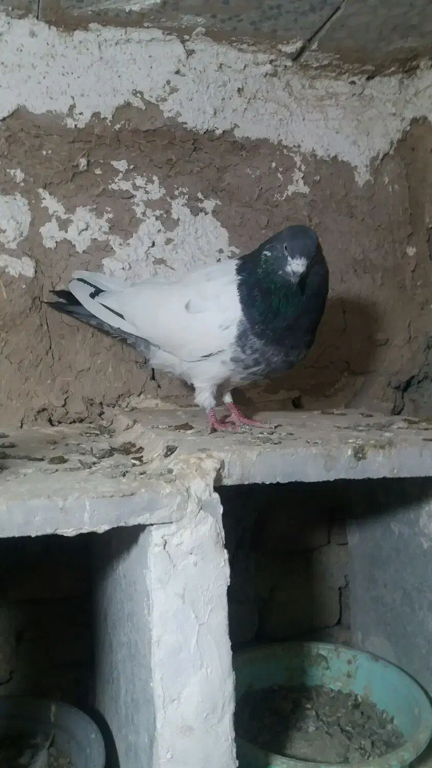 کفتر|پرنده|رزن, |دیوار