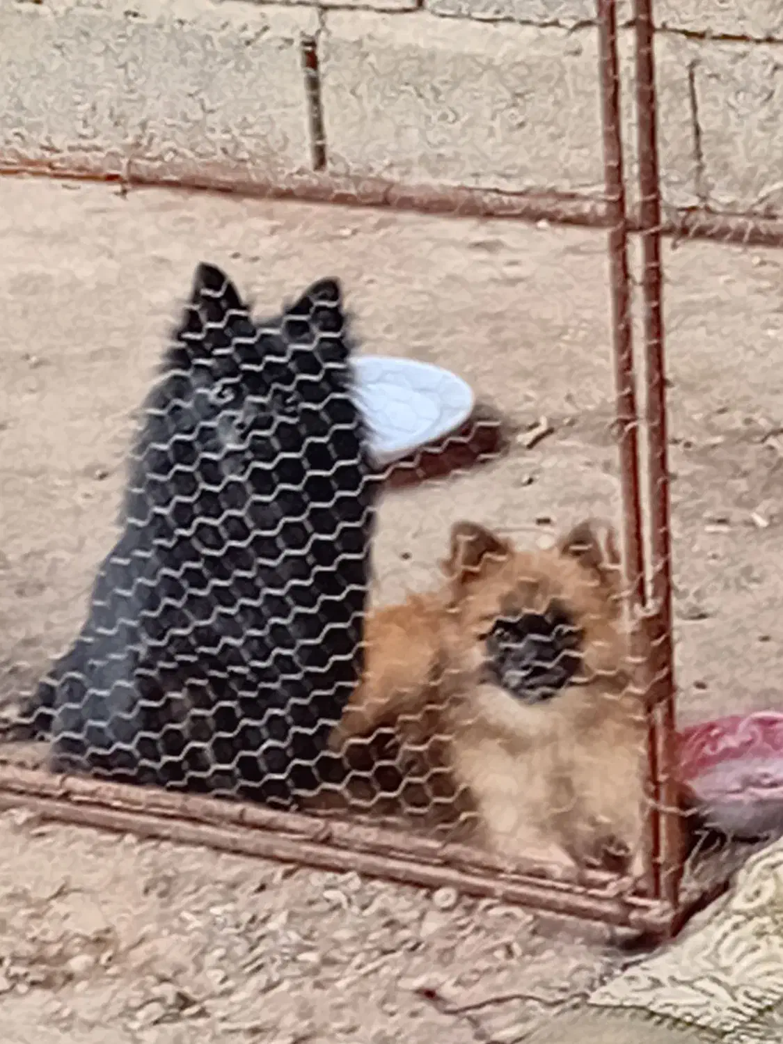 سگ پا کوتا پامر نر بالغ|سگ|بابل, |دیوار