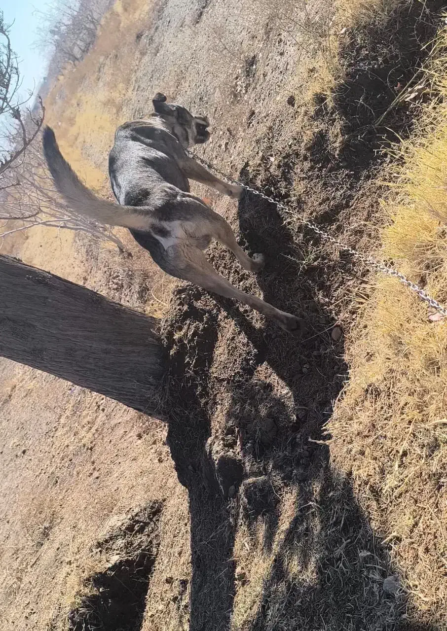 سگ میکس گله|سگ|سیرجان, |دیوار