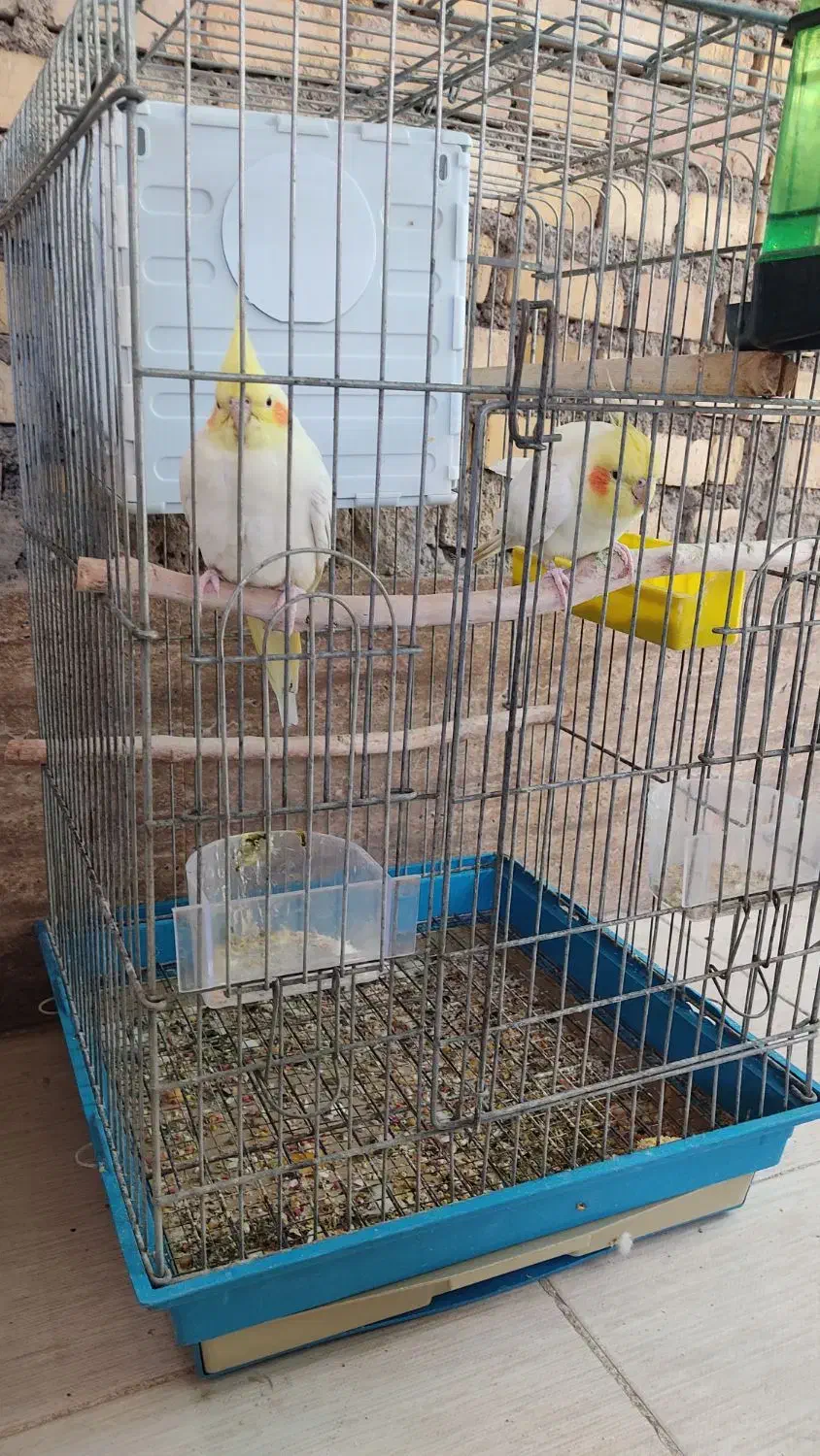 یک جفت عروس هلندی|پرنده|خرمشهر, |دیوار