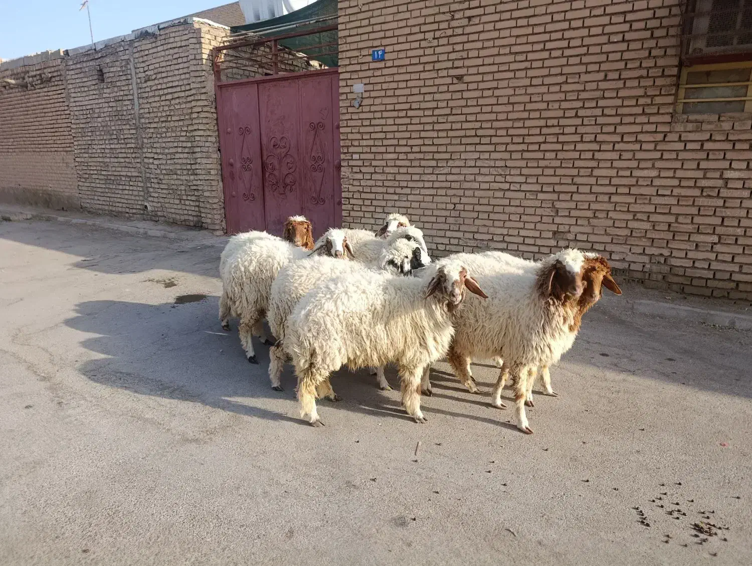 بره8عدد دجیجه برای نگهداری خوبه جفتی 230/000/000|حیوانات مزرعه|اهواز, منازل کارون|دیوار
